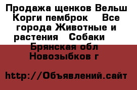 Продажа щенков Вельш Корги пемброк  - Все города Животные и растения » Собаки   . Брянская обл.,Новозыбков г.